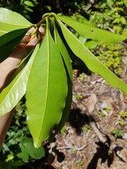 Ternstroemia multiovulata