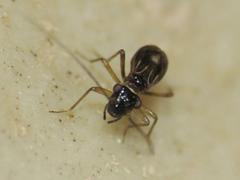 Propsocus pulchripennis