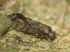 Myopsocus