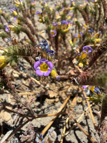 iNaturalist observation photo of two-colored phacelia