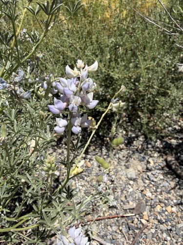 iNaturalist observation photo of Narrowflower Lupine