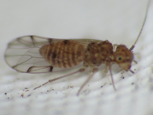 Ectopsocus briggsi, photo 1 of 8