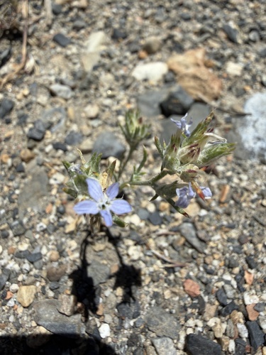 iNaturalist observation photo of Wilcox's Woollystar