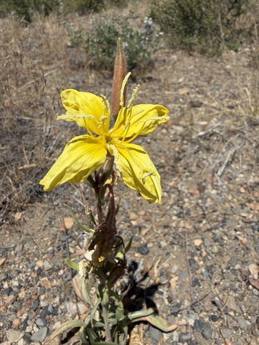 iNaturalist observation photo of tall evening primrose