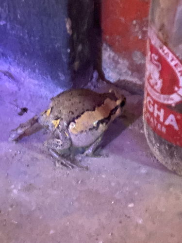 Asian Painted Frog