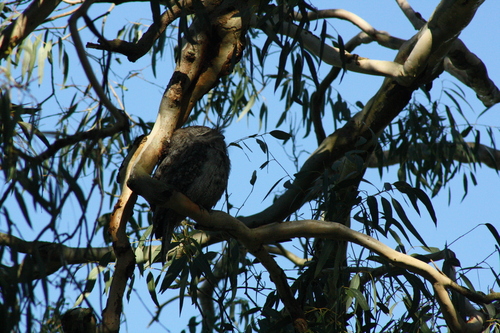 Tawny Frogmouth