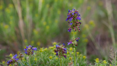 Penstemon rydbergii, photograph (c) Daughter Dad, some rights reserved (CC BY)