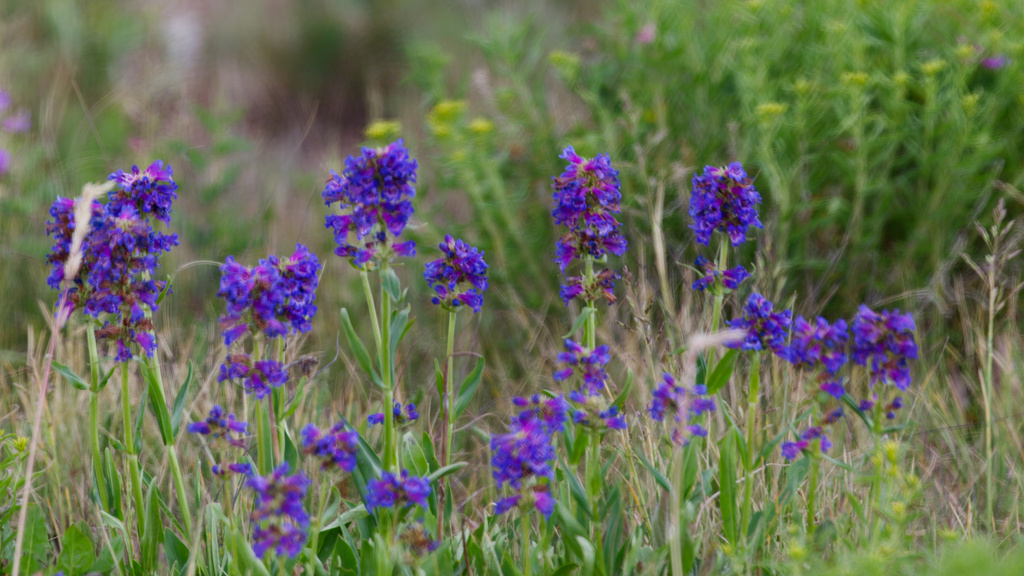 Penstemon rydbergii; photograph (c) Daughter Dad, some rights reserved (CC BY)