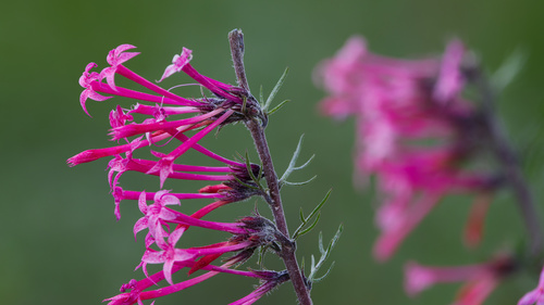 Ipomopsis tenuituba