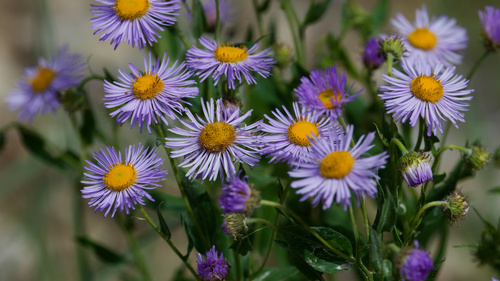 Erigeron speciosus