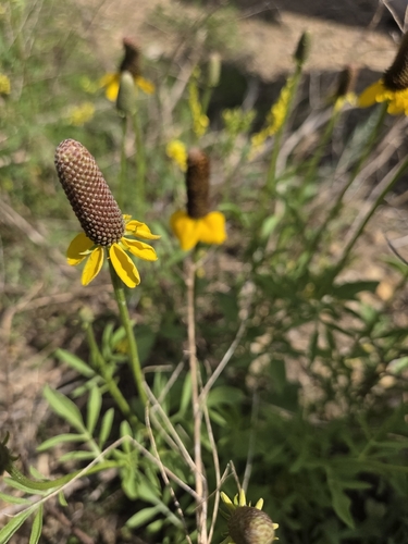 upright prairie coneflower