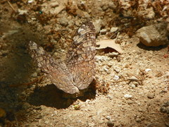 Hamadryas glauconome