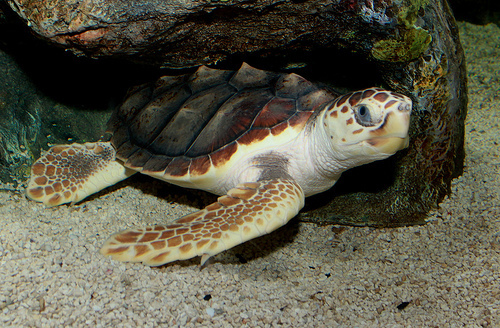 Loggerhead Sea Turtle (Reptiles of Alabama) · iNaturalist