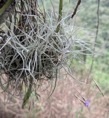 Tillandsia mallemontii