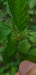 Acalypha alopecuroidea