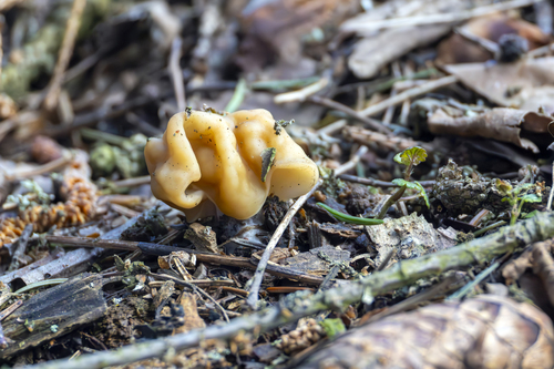 Maublancomyces gigas — (c) Кирилл, some rights reserved (CC BY)