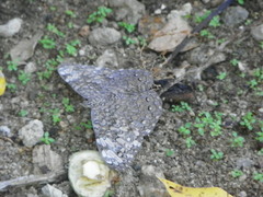 Hamadryas glauconome