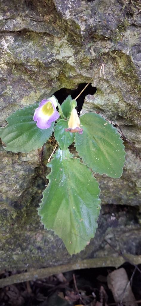 Primulina semicontorta (Primulina semicontorta)