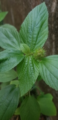 Acalypha alopecuroidea