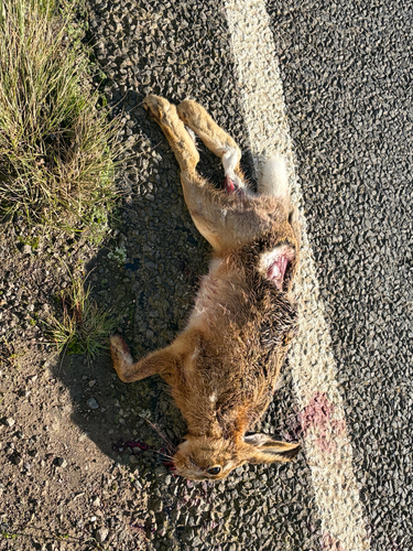 Brown Hare