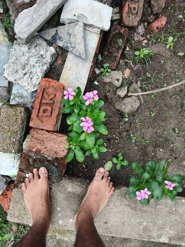 Madagascar Periwinkle