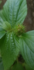 Acalypha alopecuroidea