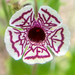 Calico Monkeyflower - Photo (c) Amy, some rights reserved (CC BY-NC), uploaded by Amy