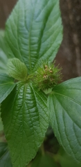 Acalypha alopecuroidea
