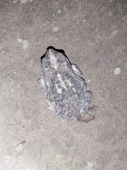 Rhinella major