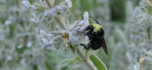 iNaturalist observation photo of Yellow-faced Bumble Bee