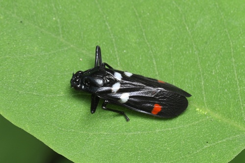 Sugarcane Spittlebug
