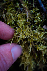 Ctenidium molluscum