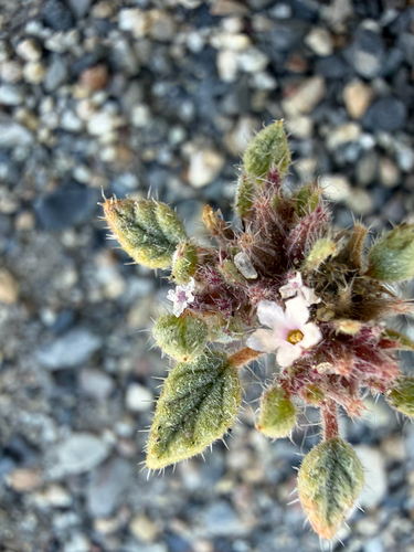 iNaturalist observation photo of annual tiquilia