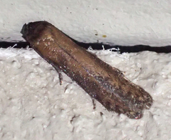 Blastobasis maroccanella