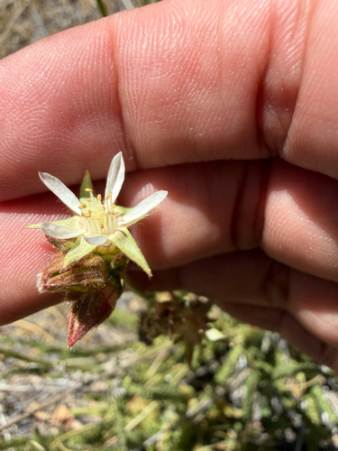 iNaturalist observation photo of Congdon's false horkelia