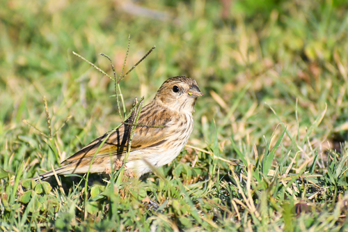 Saffron Finch, photo 10 of 10