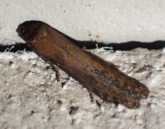 Blastobasis maroccanella