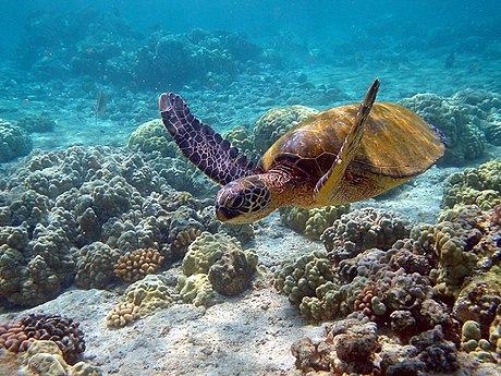 green sea turtle taxonomy