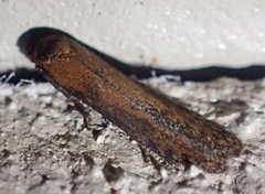 Blastobasis maroccanella