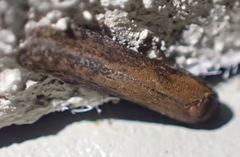 Blastobasis maroccanella