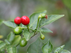 Capsicum chacoense