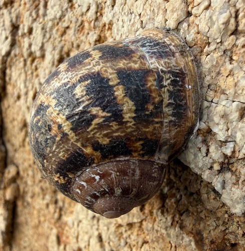 Garden Snail