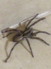 Lycosidae
