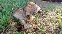 Fungi