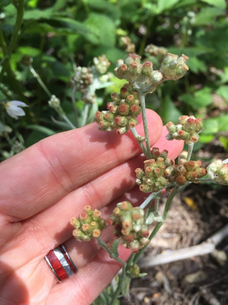 SpoonLeaf Purple Everlasting (Nash Prairie Plants List) · iNaturalist