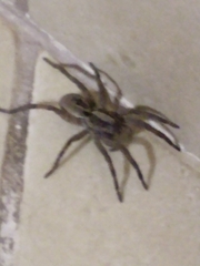 Lycosidae