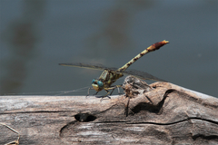 Arigomphus lentulus