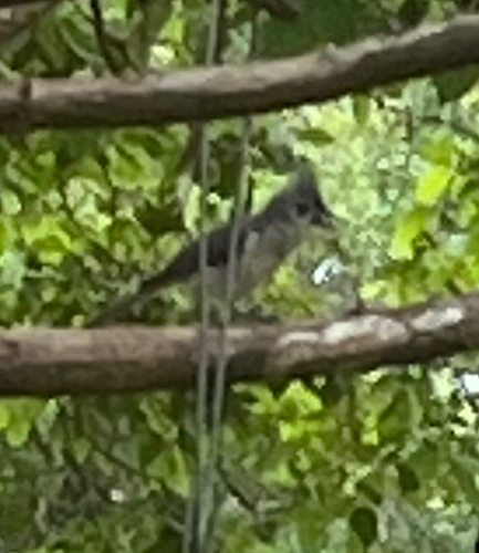 Tufted Titmouse