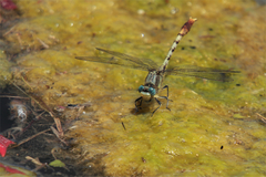 Arigomphus lentulus