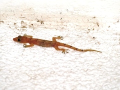 Hemidactylus mabouia